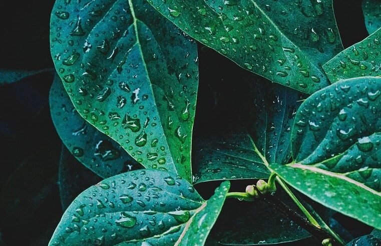 ELEMENTO MADEIRA🌳